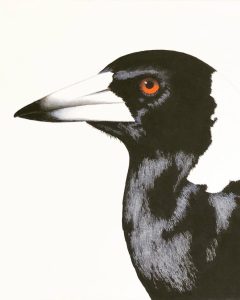 Realist painting of an Australian magpie by Southern Highlands artist Carol Thomson