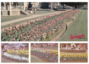 Historic postcard collage showing early Tulip Time flower displays in Bowral, with rows of colourful tulips, garden beds, families, visitors and a fountain, representing Springett’s Arcade history circa 1956–1966.