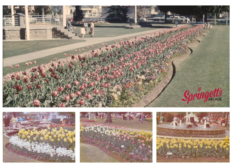 Historic postcard collage showing early Tulip Time flower displays in Bowral, with rows of colourful tulips, garden beds, families, visitors and a fountain, representing Springett’s Arcade history circa 1956–1966.